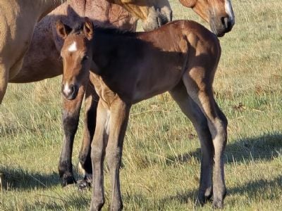 Whiskey Up REO JW<BR>AQHA PENDING